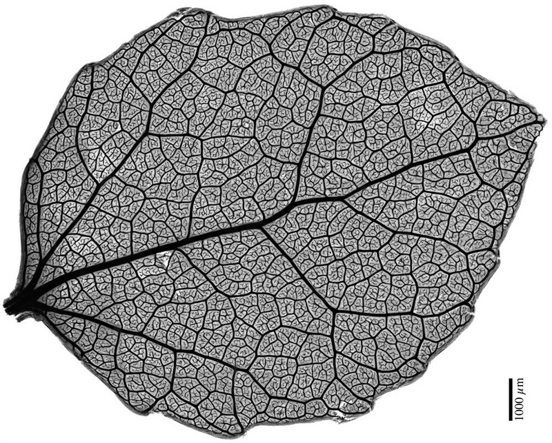 Illustration for article titled Incredible microscopic images from Nikon's Small World Photomicrography Competition